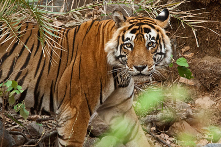 Agra Jaipur and Tiger Tour
