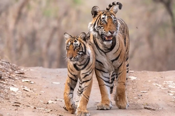 Taj Mahal and Tiger Tour in India