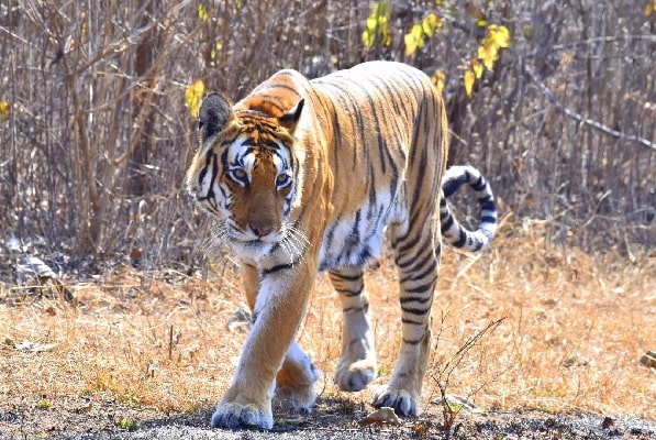 Golden Triangle Tigers and Kerala Tour