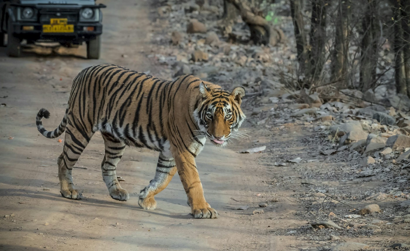 Wildlife India Tour Packages