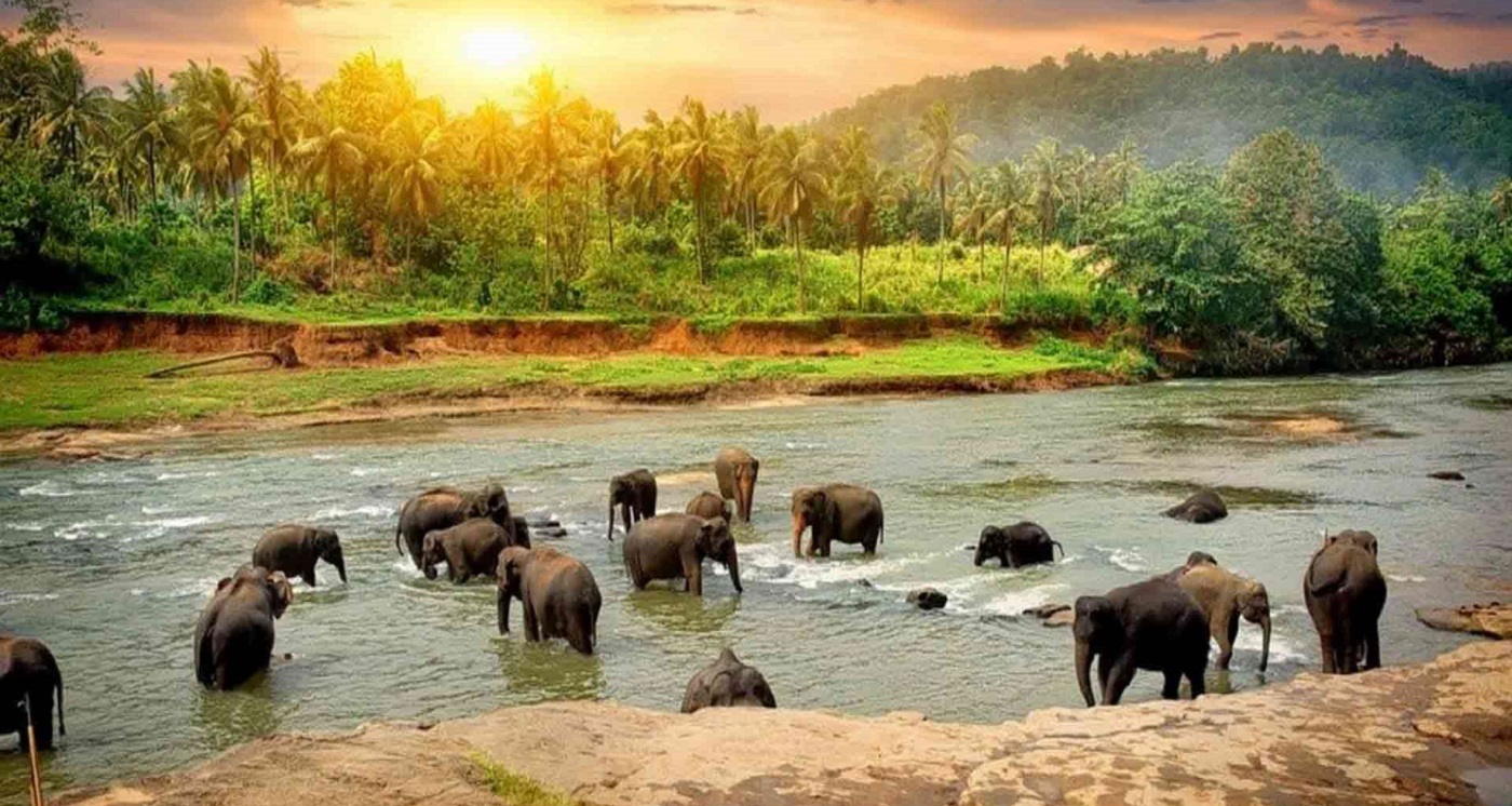The Best Wildlife Safaris to visit in Kerala