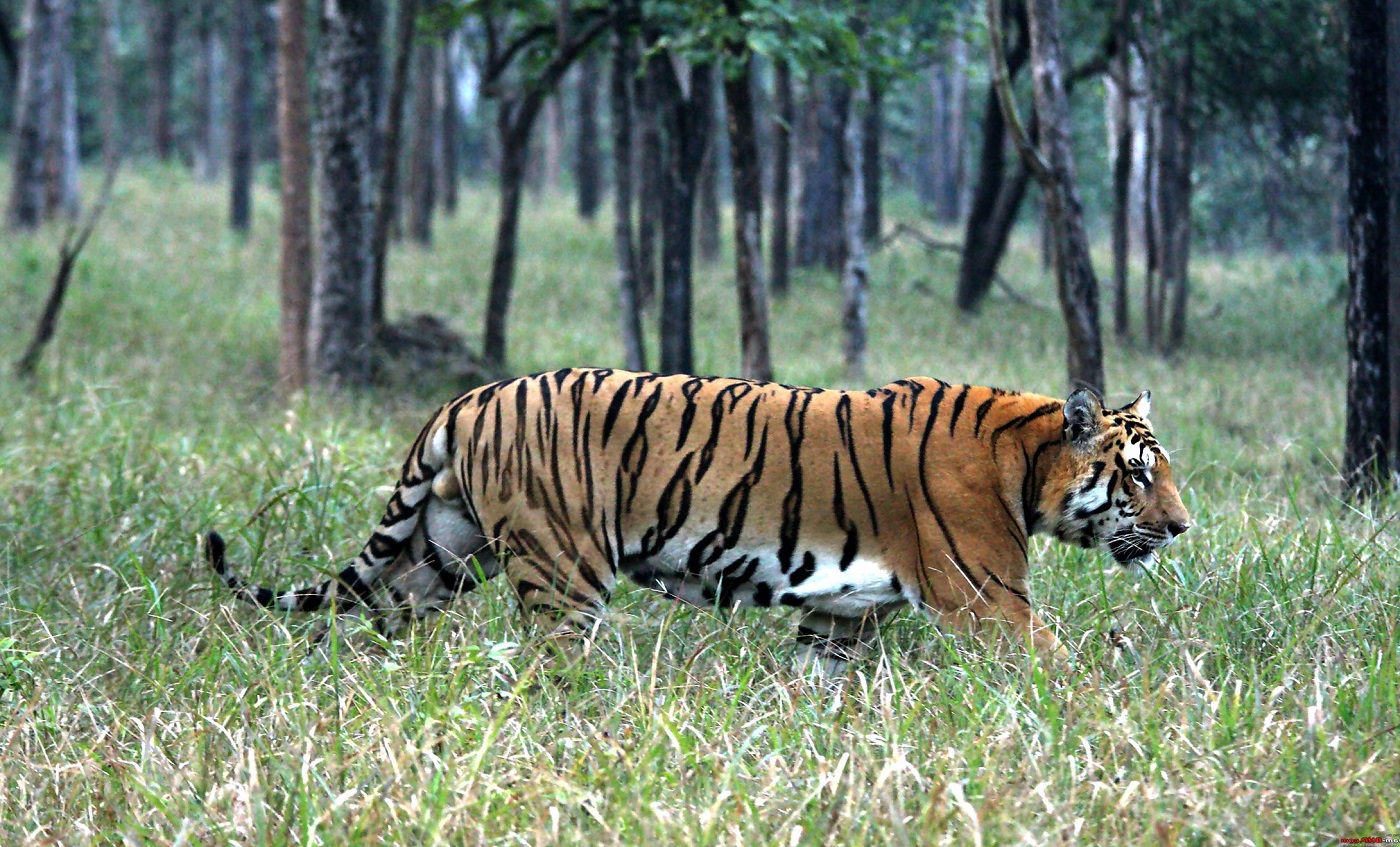 Top 10 Wildlife Safaris in North India