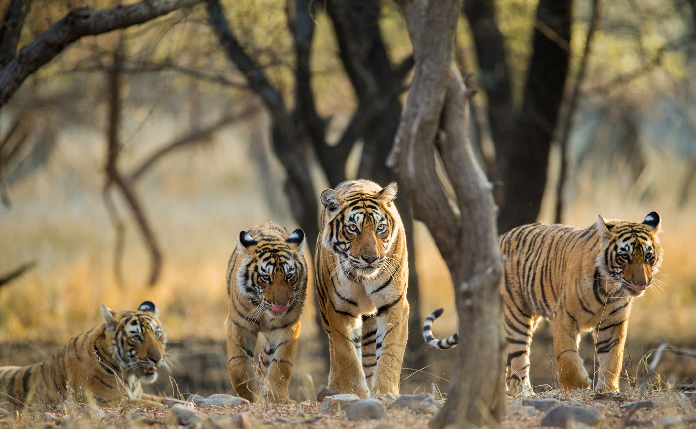 Tiger Mom