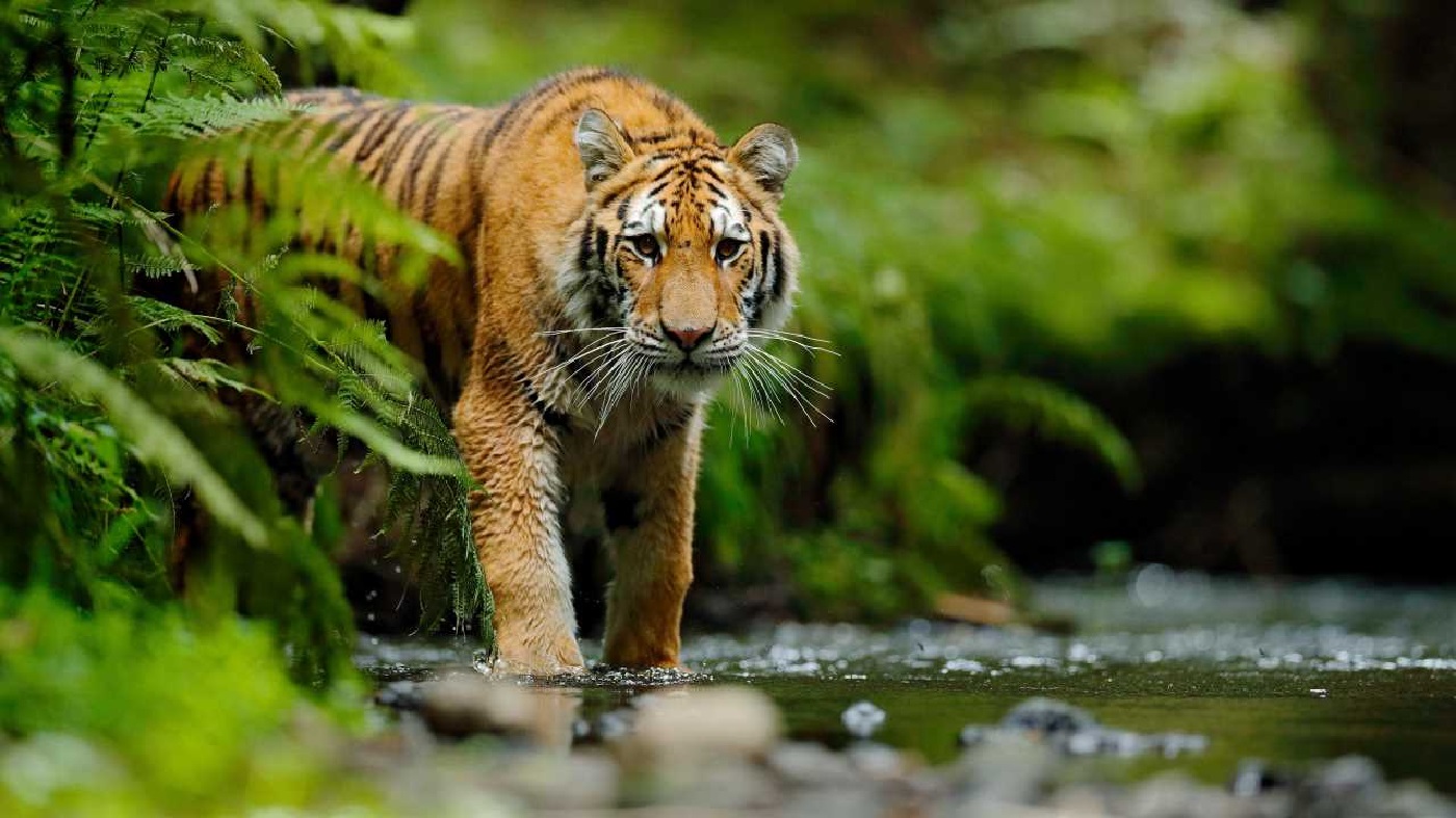 Bandipur National Park, Karnataka