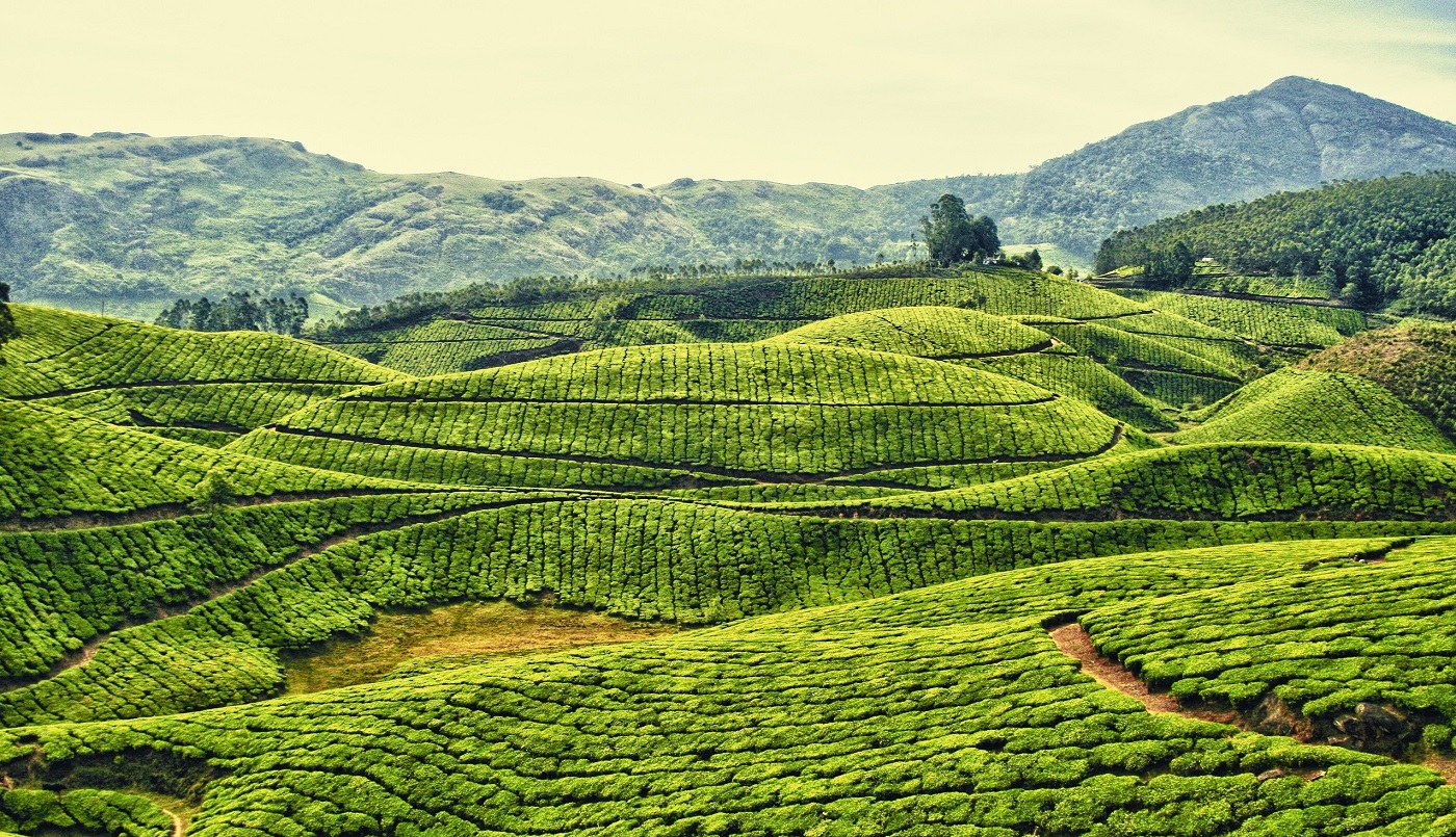 Kerala Tea Garden Kerala Tea Garden