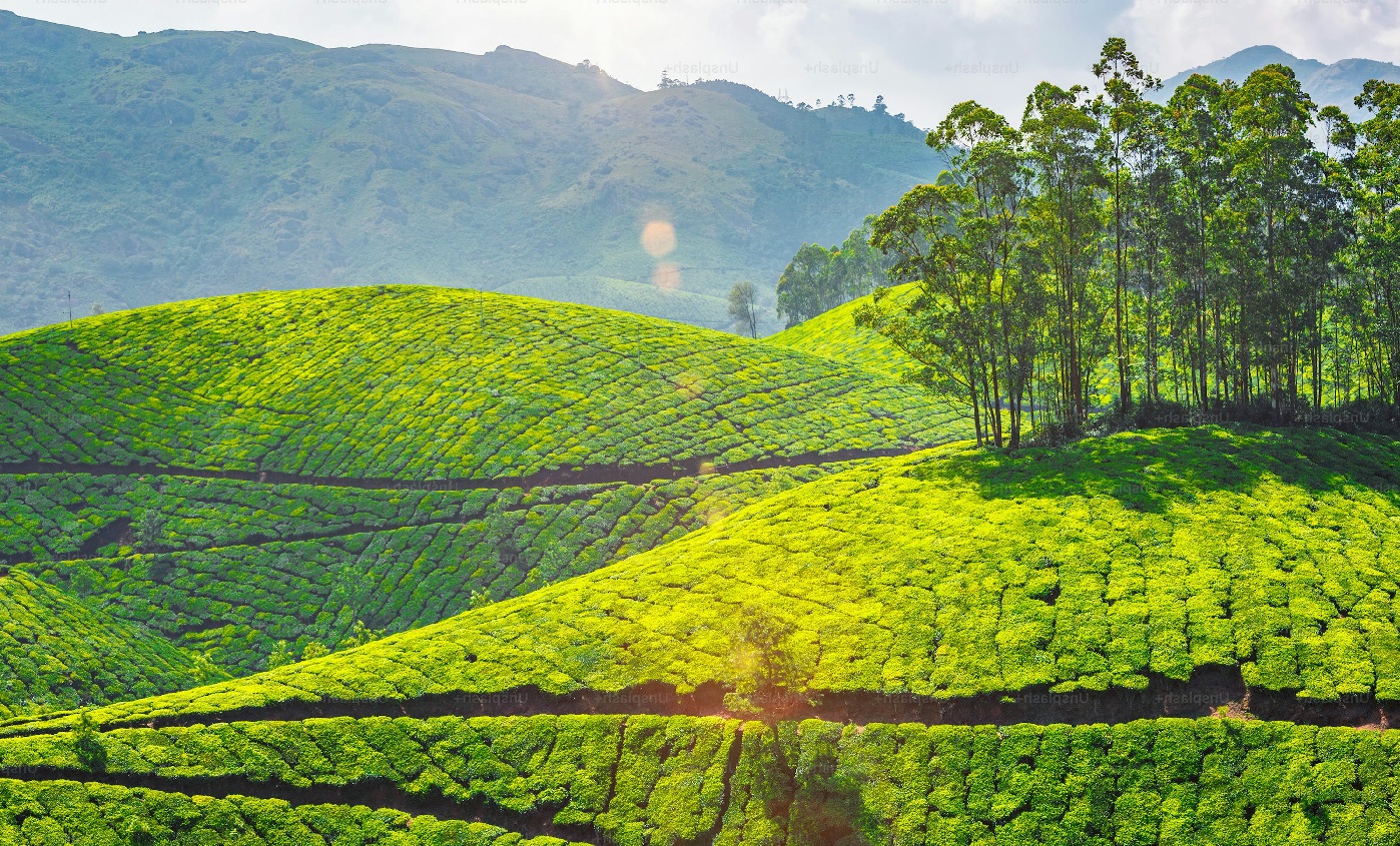 Munnar's Tea Gardens Munnar's Tea Gardens