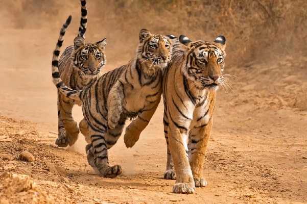 10 Days Kanha Bandhavgarh Tour