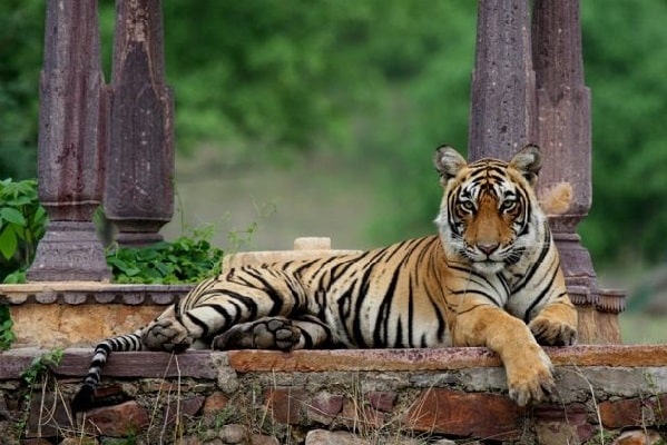 Agra Jaipur and Tiger Tour