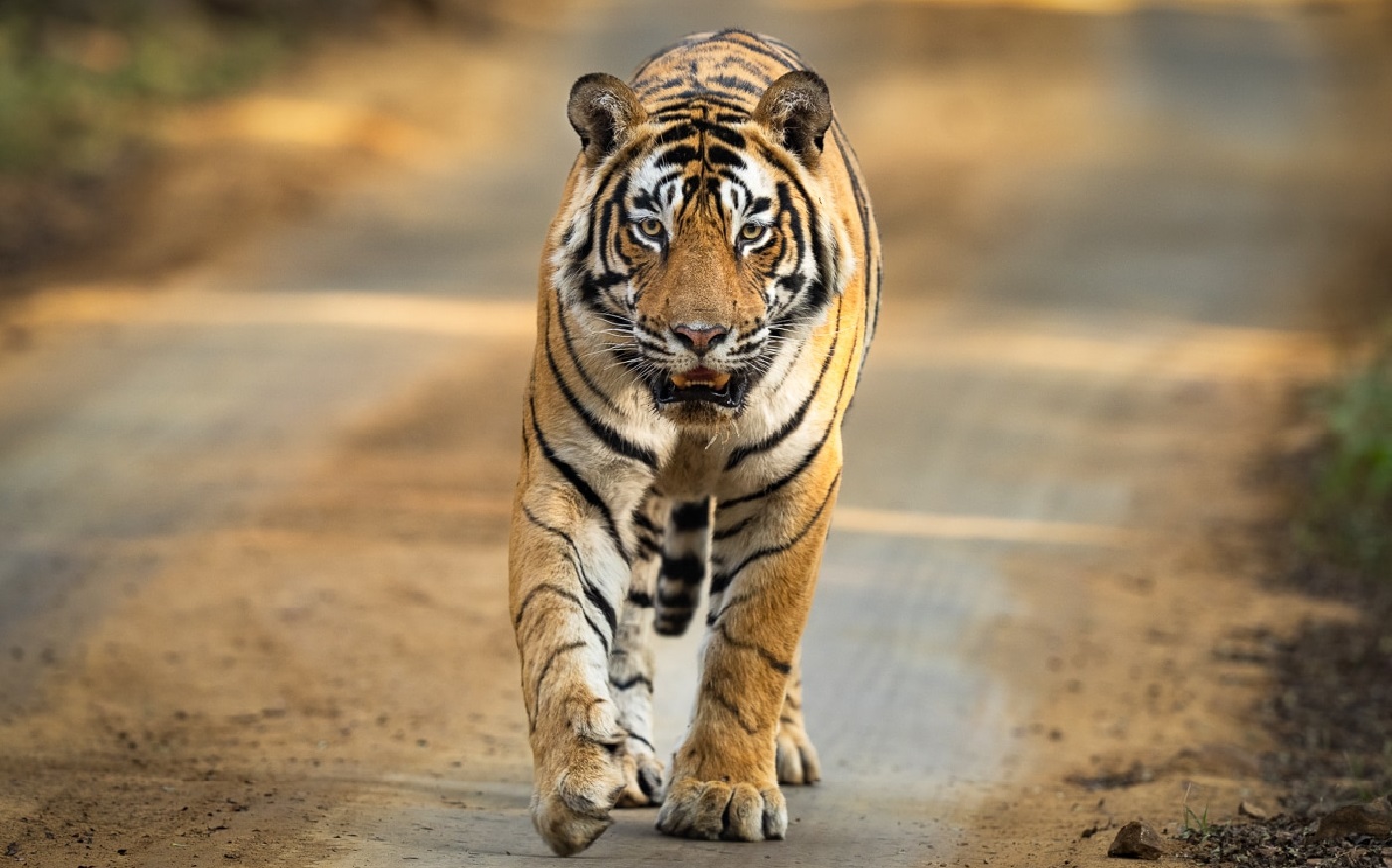 Jim Corbett