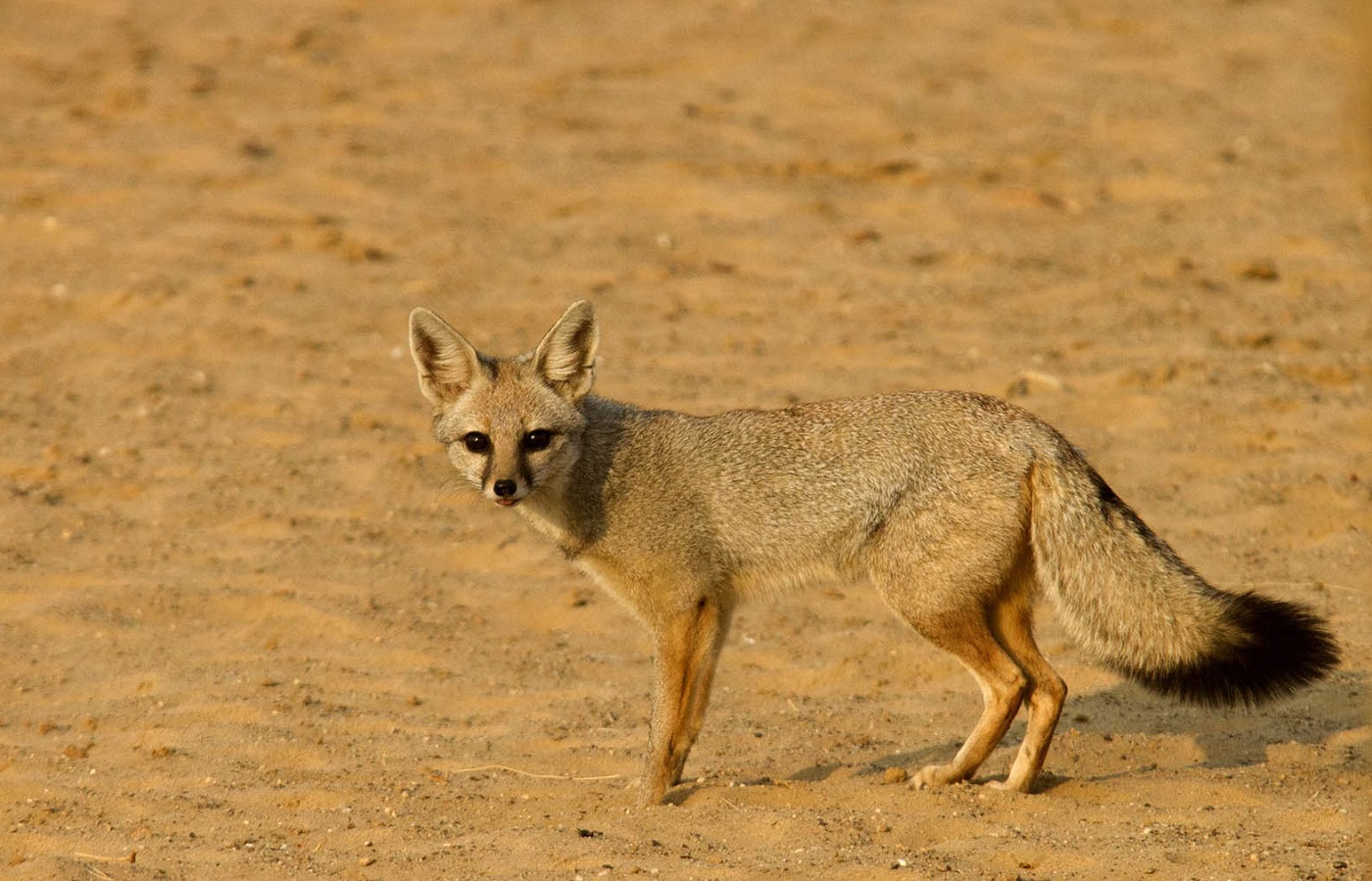 Desert National Park