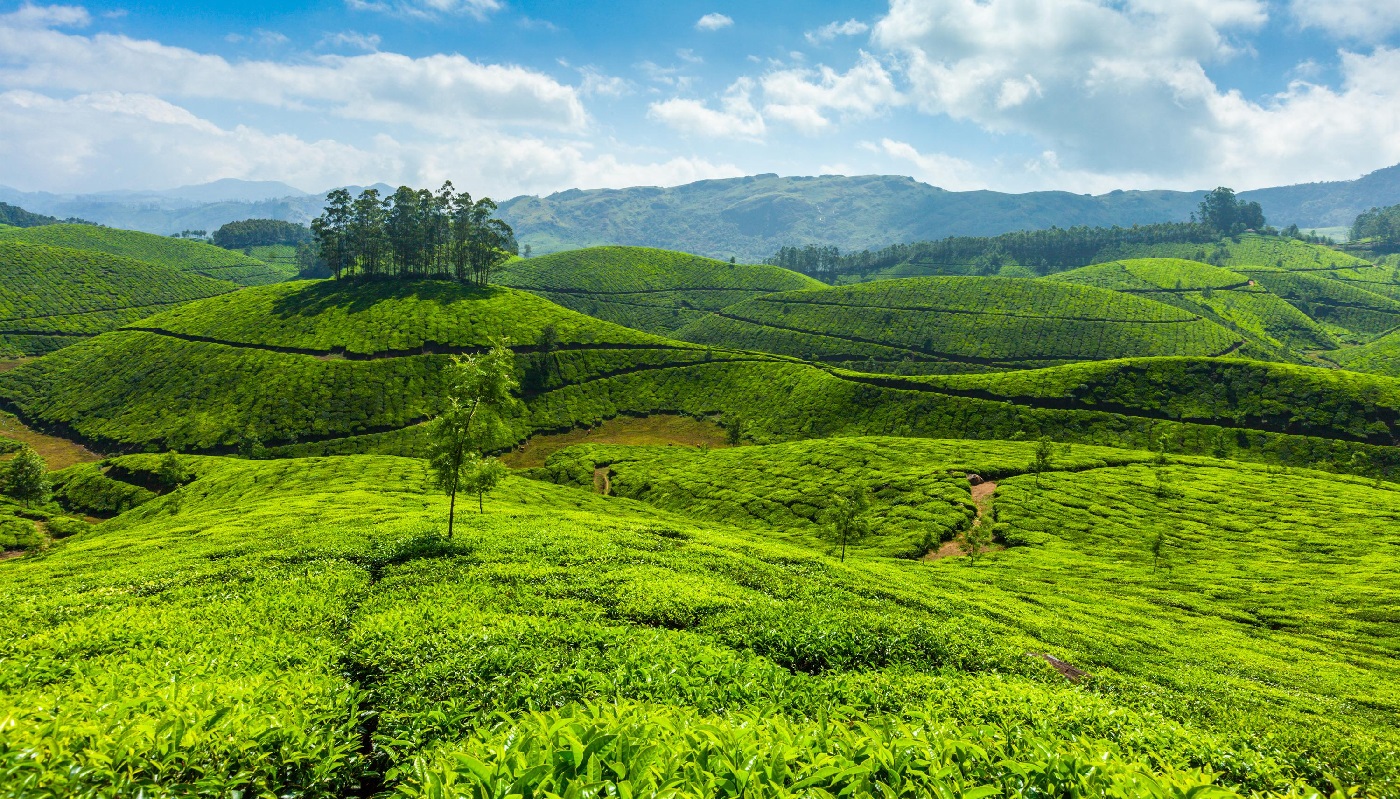 Munnar Tea Garden