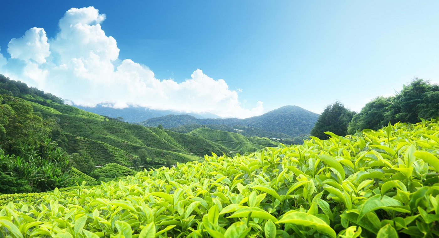 Munnar
