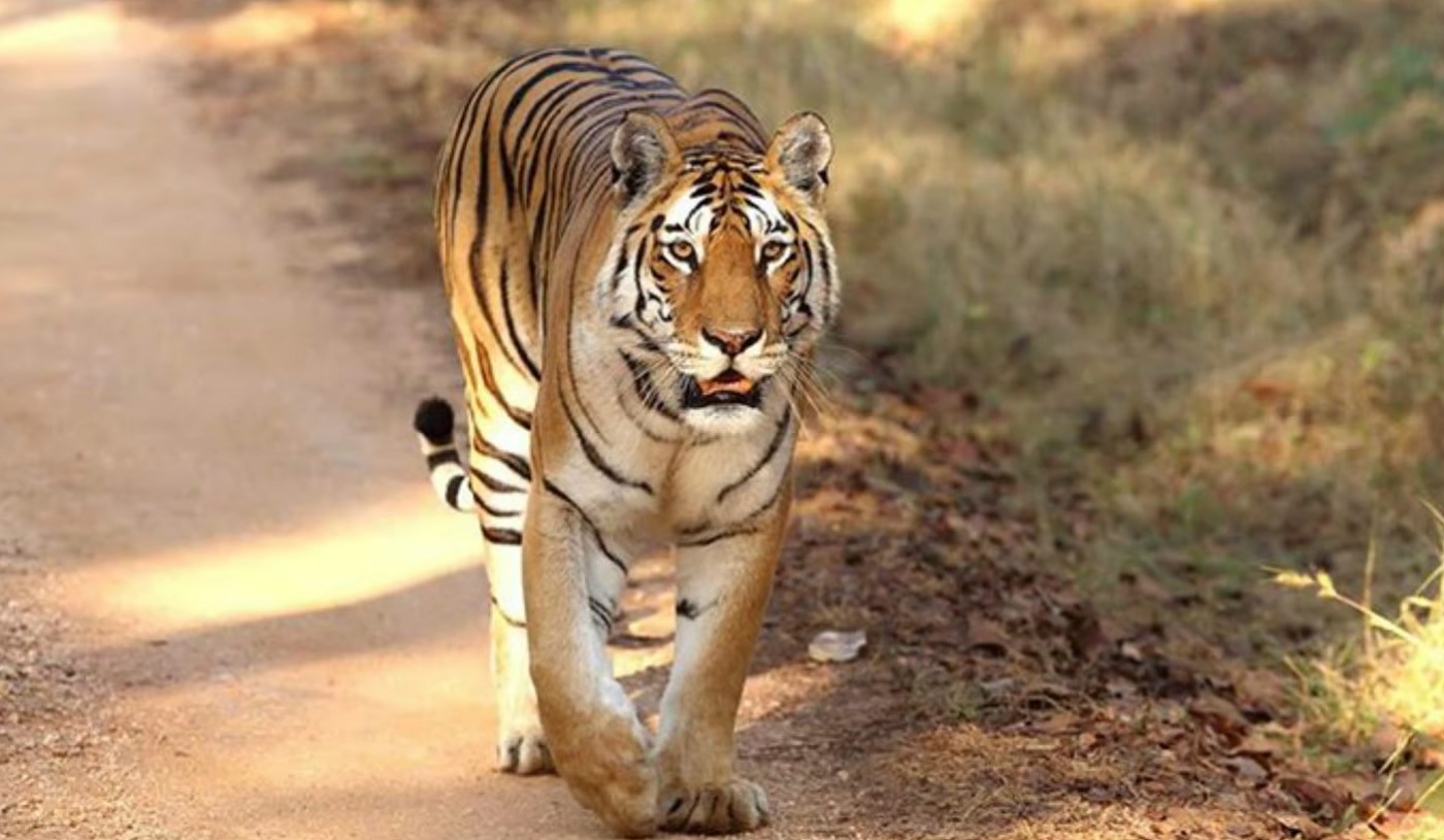 pench