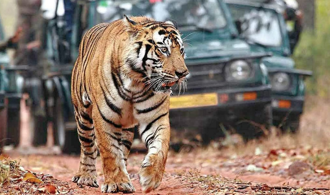 ranthambore