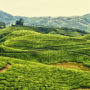 Munnar