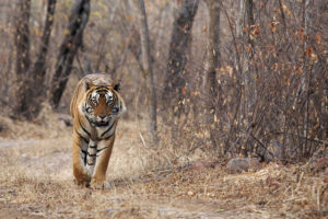 Ranthambore National Park