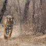 Ranthambore National Park